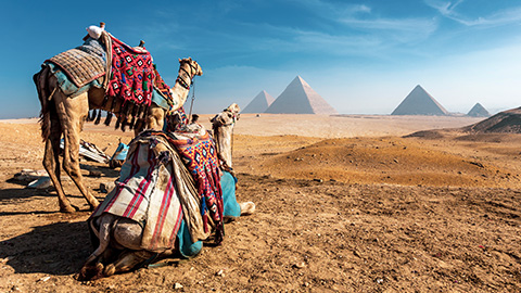 Camels resting with pyramids in the distance.